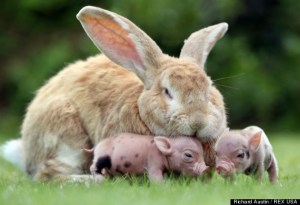 Rabbit and mini pig piglets at Pennywell Farm, Buckfastleigh, Devon, Britain - 22 Aug 2013