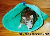rat