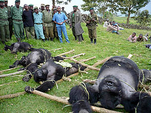 altorigcpgoma3_365365