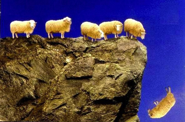 sheep_off_cliff_jpg_scaled1000