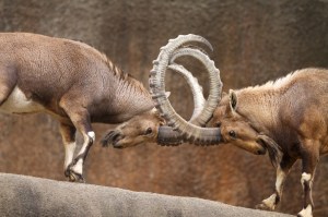 Wild Goats Fighting