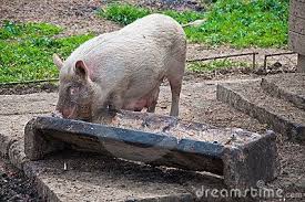 What is the name of the long wooden thing where pigs eat? - Quora