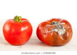Rotten Tomato Images, Stock Photos & Vectors | Shutterstock