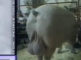 News Anchors Can't Stop Laughing at Pig's Massive Balls