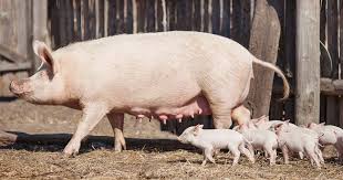 How to Farm Pigs: Breeding | The Pig Site