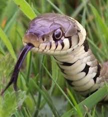 Snake in the Grass – Scene One+