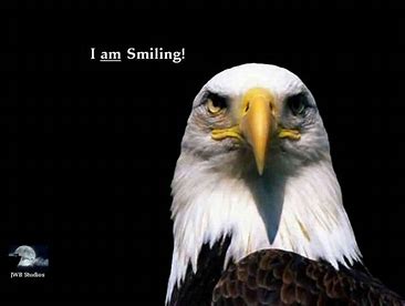 Image result for smiling eagle