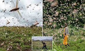 Shocking pictures reveal incredible scale of Kenyan locust plague | Daily  Mail Online